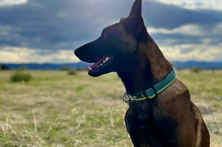 Dog Ventures