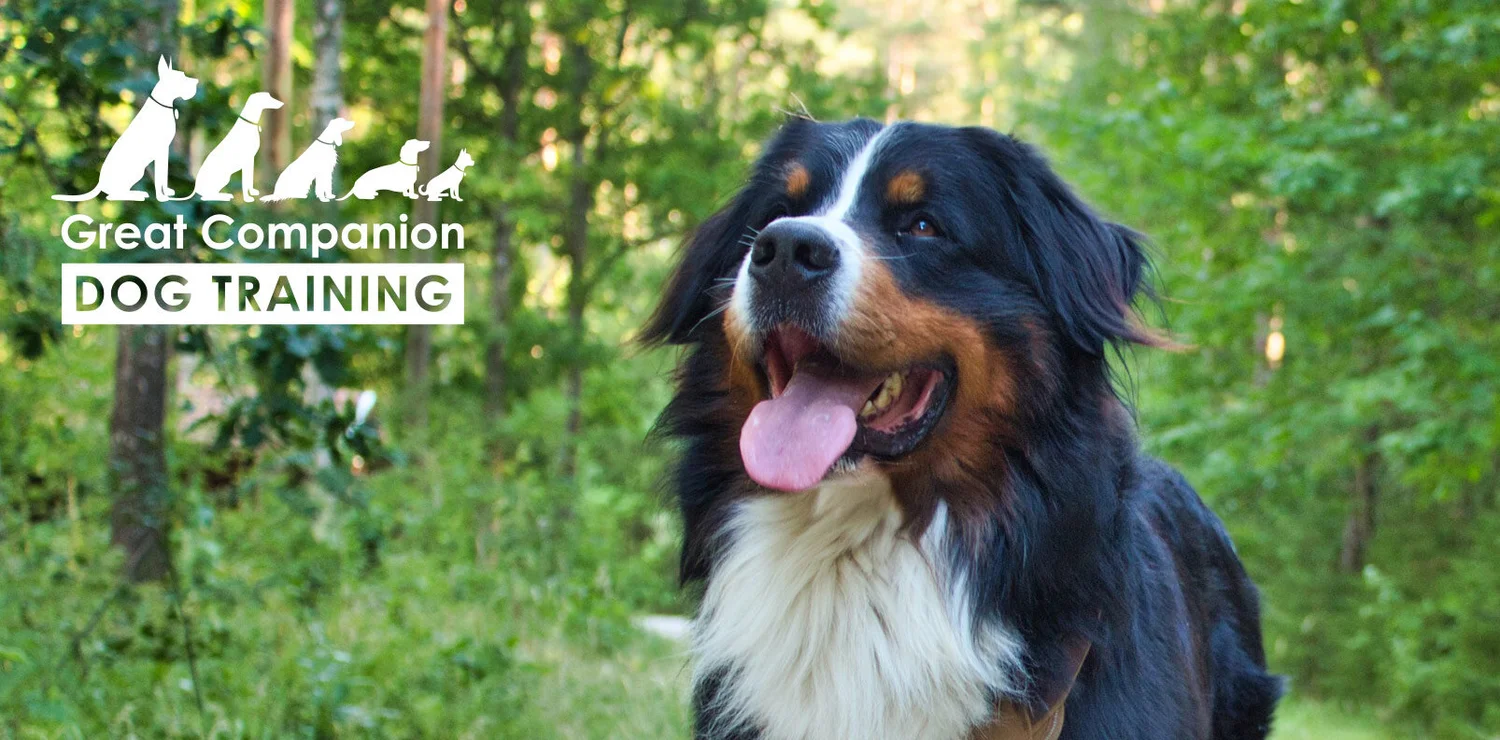 Great Companion Dog Training