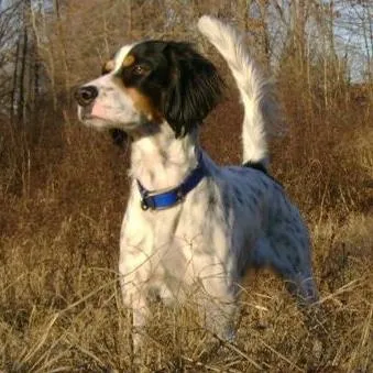 Oceanfront Dog Training
