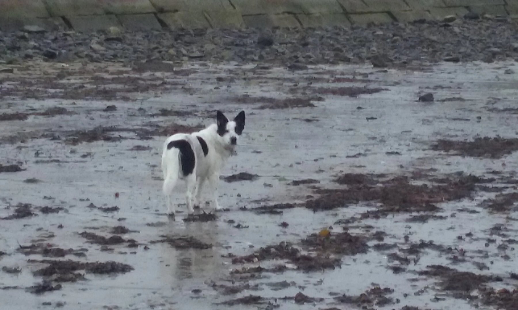 Between 2 Pines Dog Training