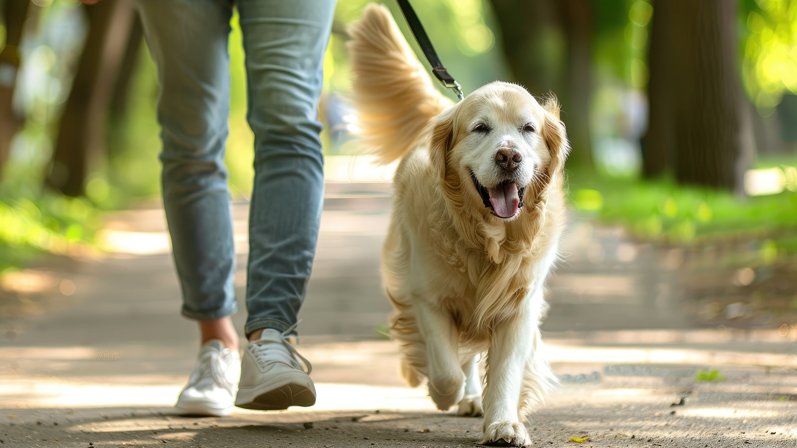 Stoic Canine, LLC