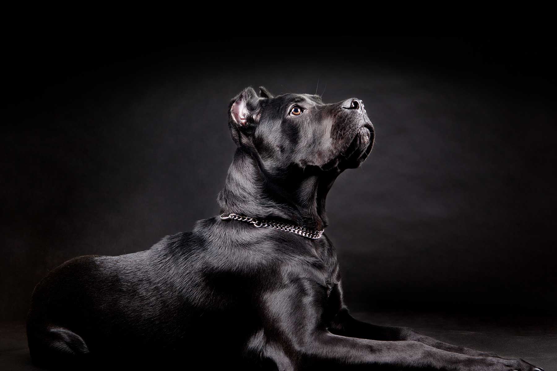 K9 Control Training