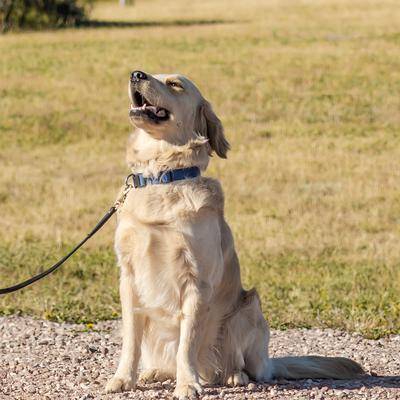 All Pro Dog Training