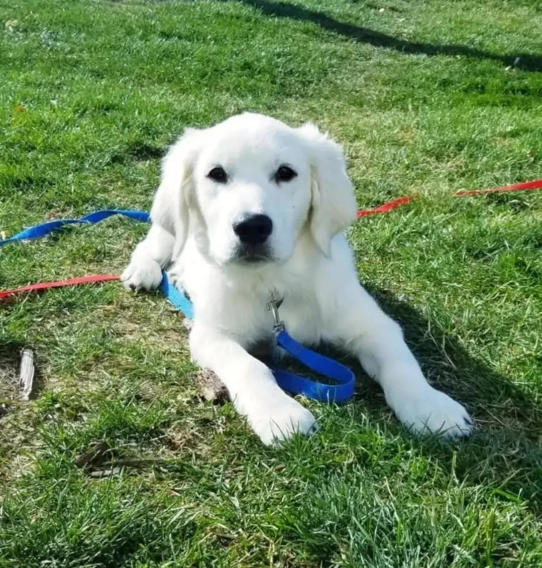 Love Your K9 In-Home Dog Training — dog trainer in Northwest Arkansas, AR