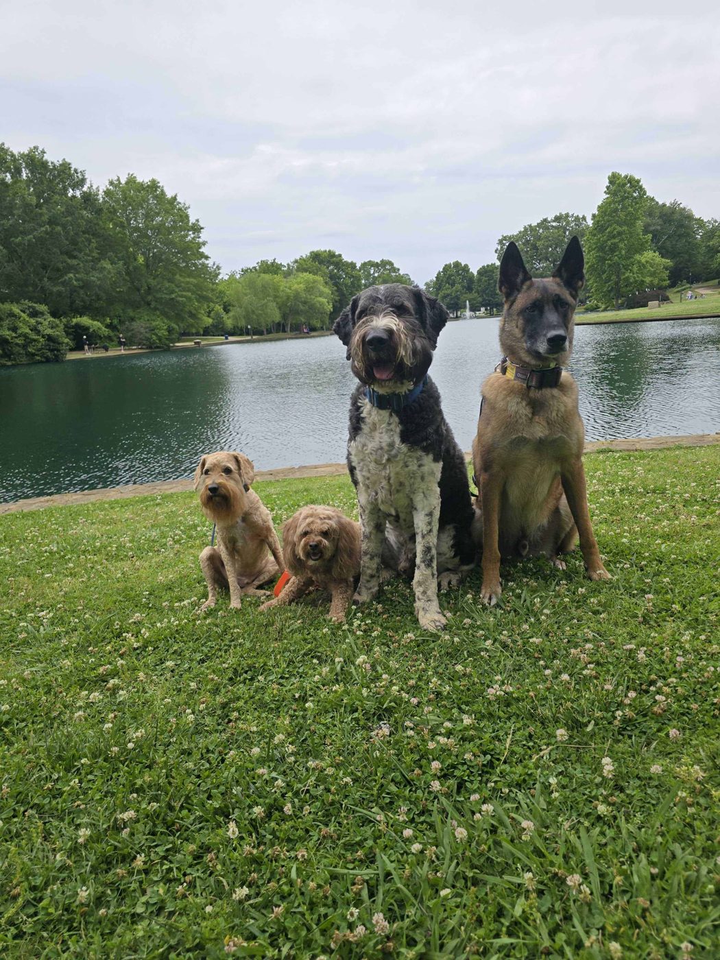 Highland Canine Training – Charlotte
