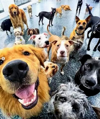 NYC Pet Services