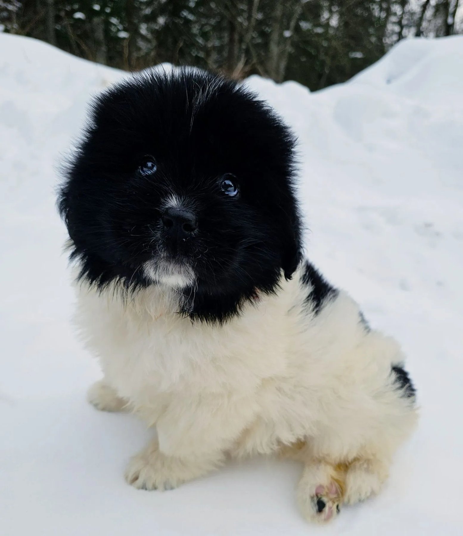 Blackwolf Newfoundlands