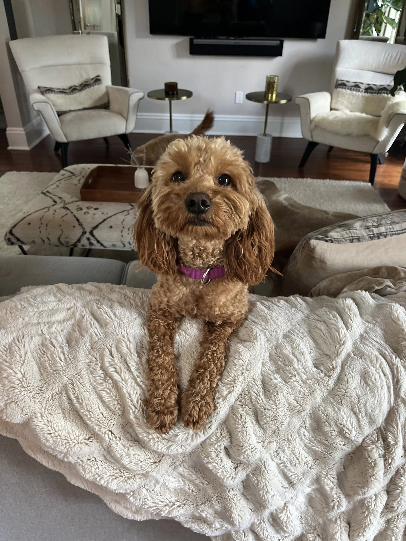Paws-a-tive Dog Training