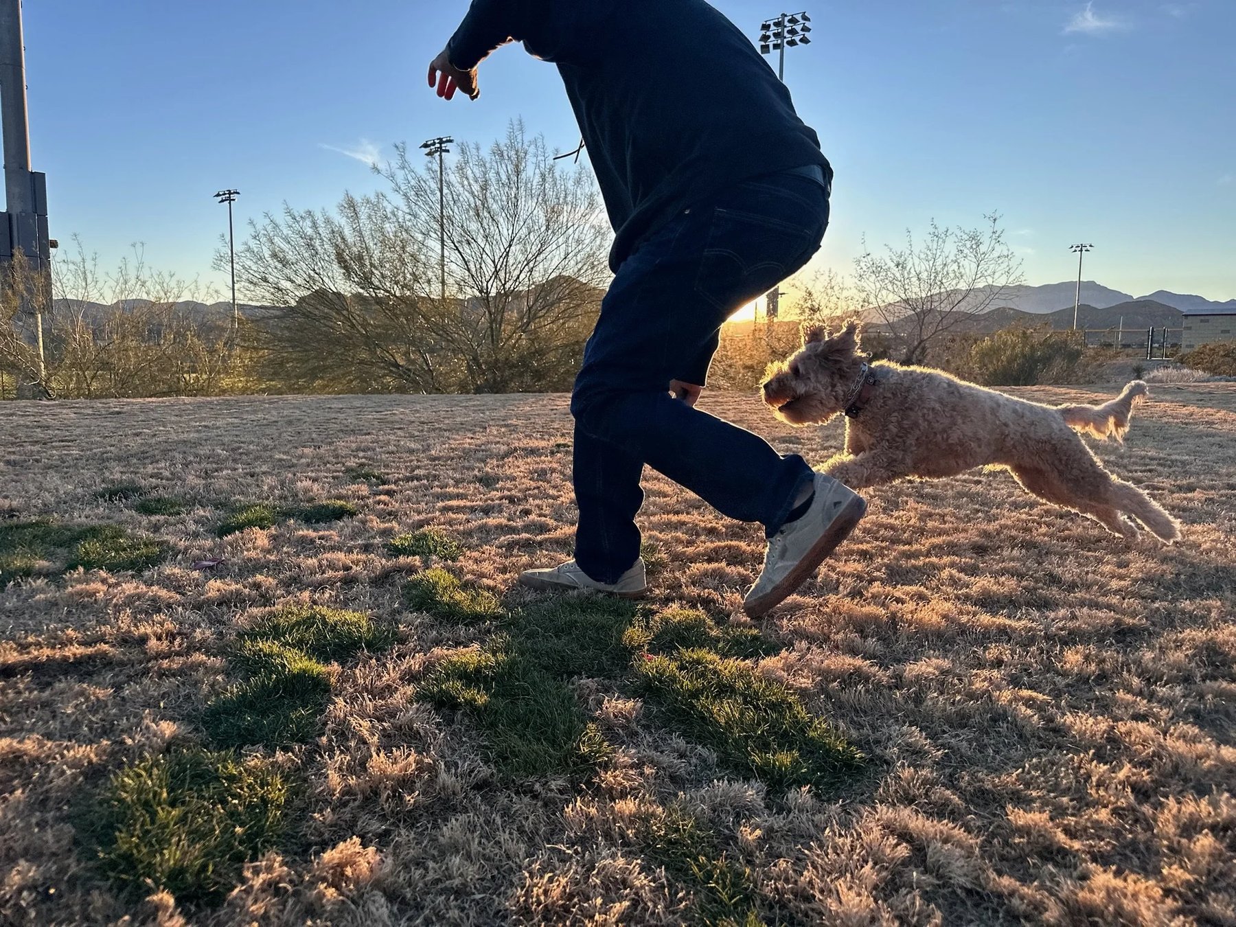 Align Canine