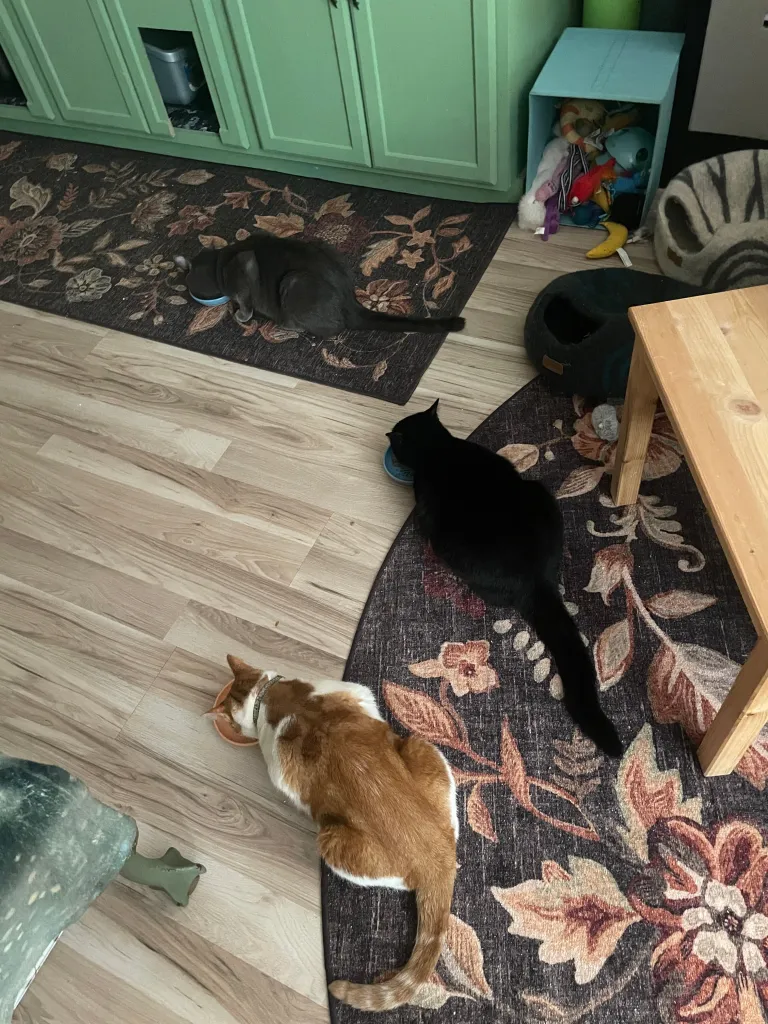 Fofo’s Pet Care