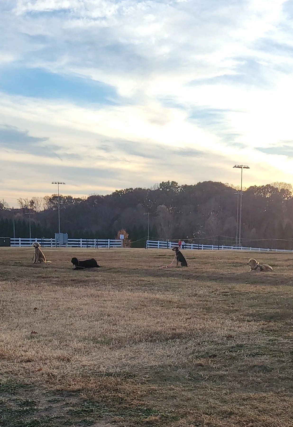 A Dog’s Purpose Training Academy & Pet Photography