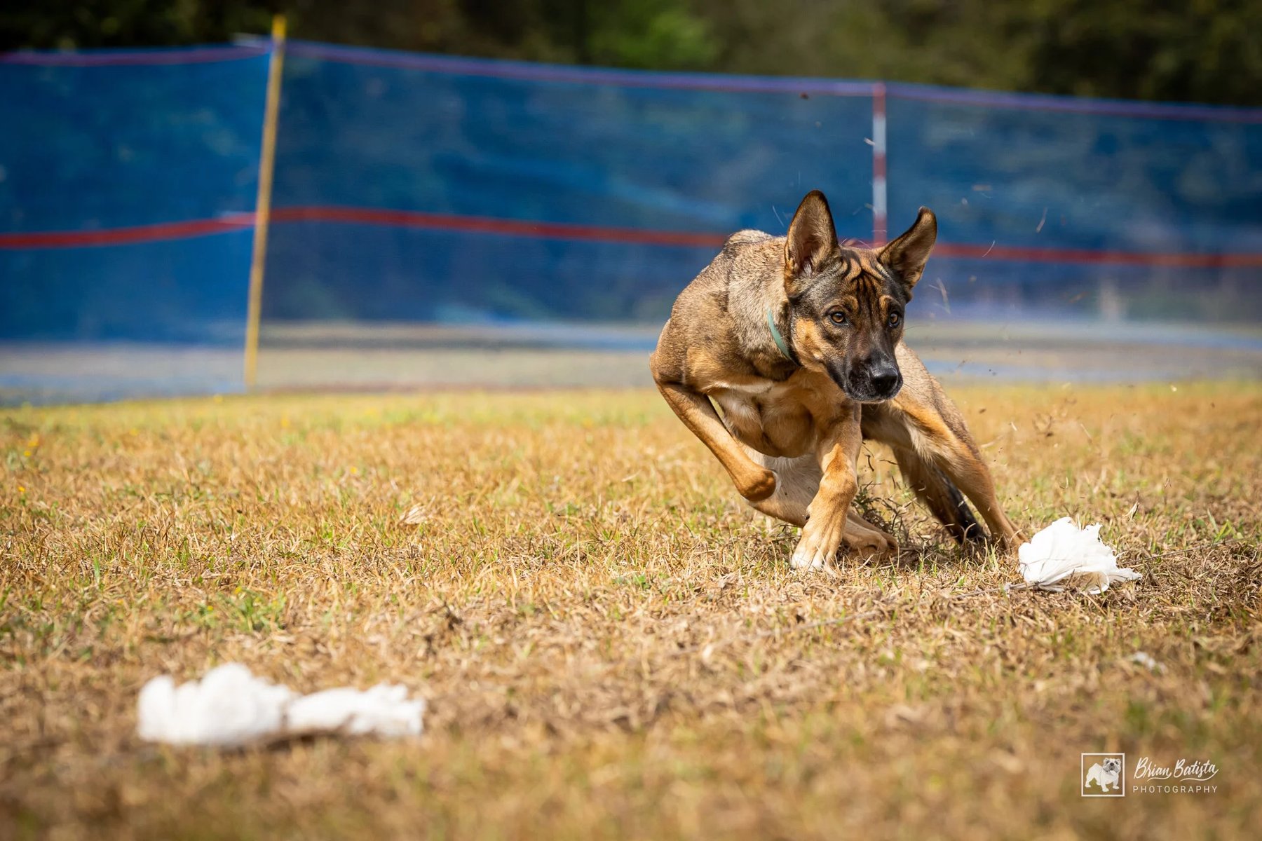 PurrFect Pets, In home boarding & Training