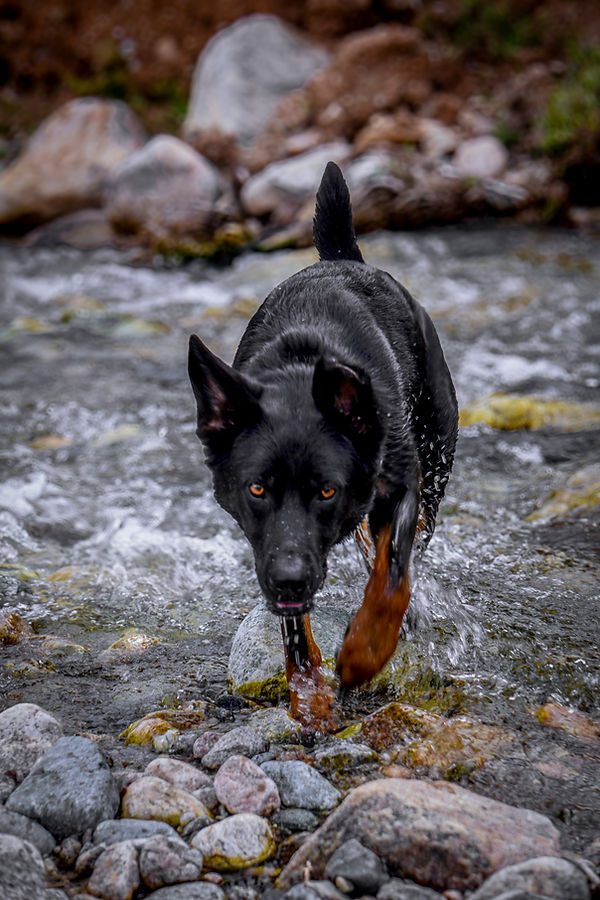 Elevation K9