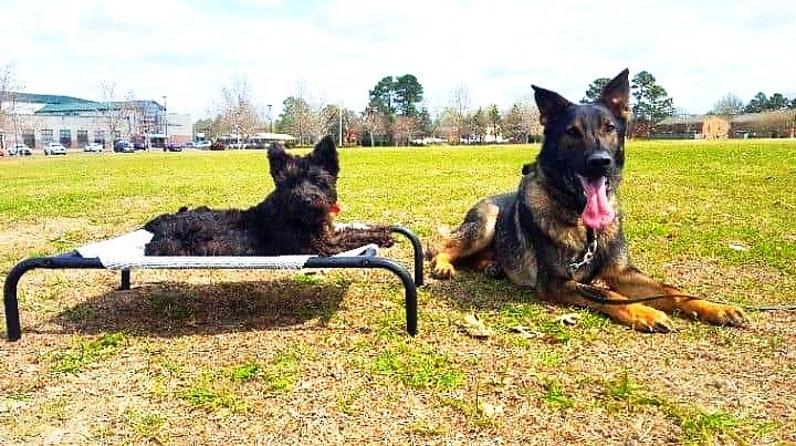 Happy Tails Dog Training
