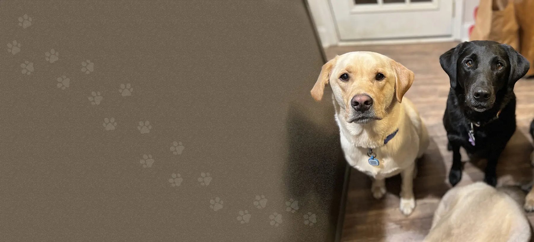 Lizzy’s Luxury Lodge and Daycare