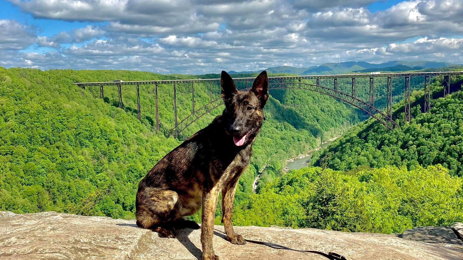 Rockhouse K9 LLC