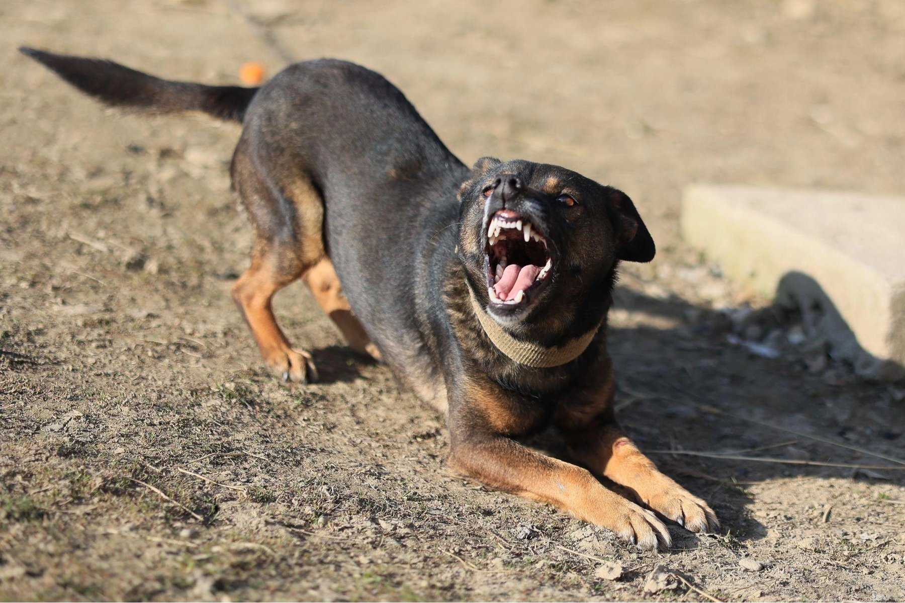 K9 Revolution