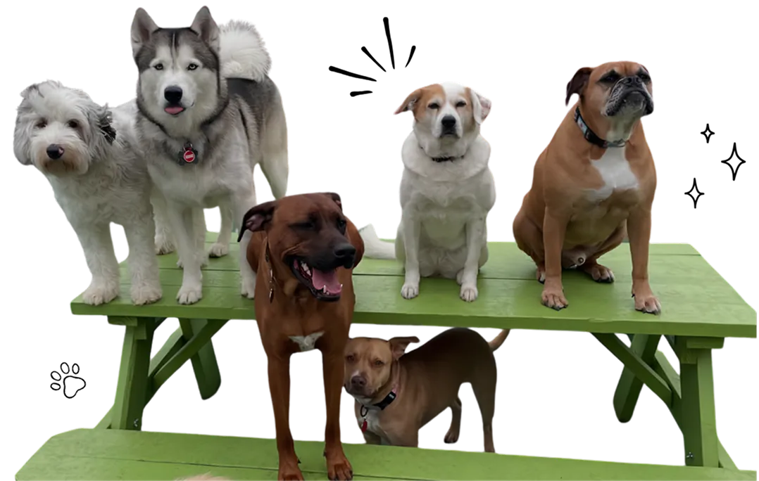 Tail Gate For Dogs