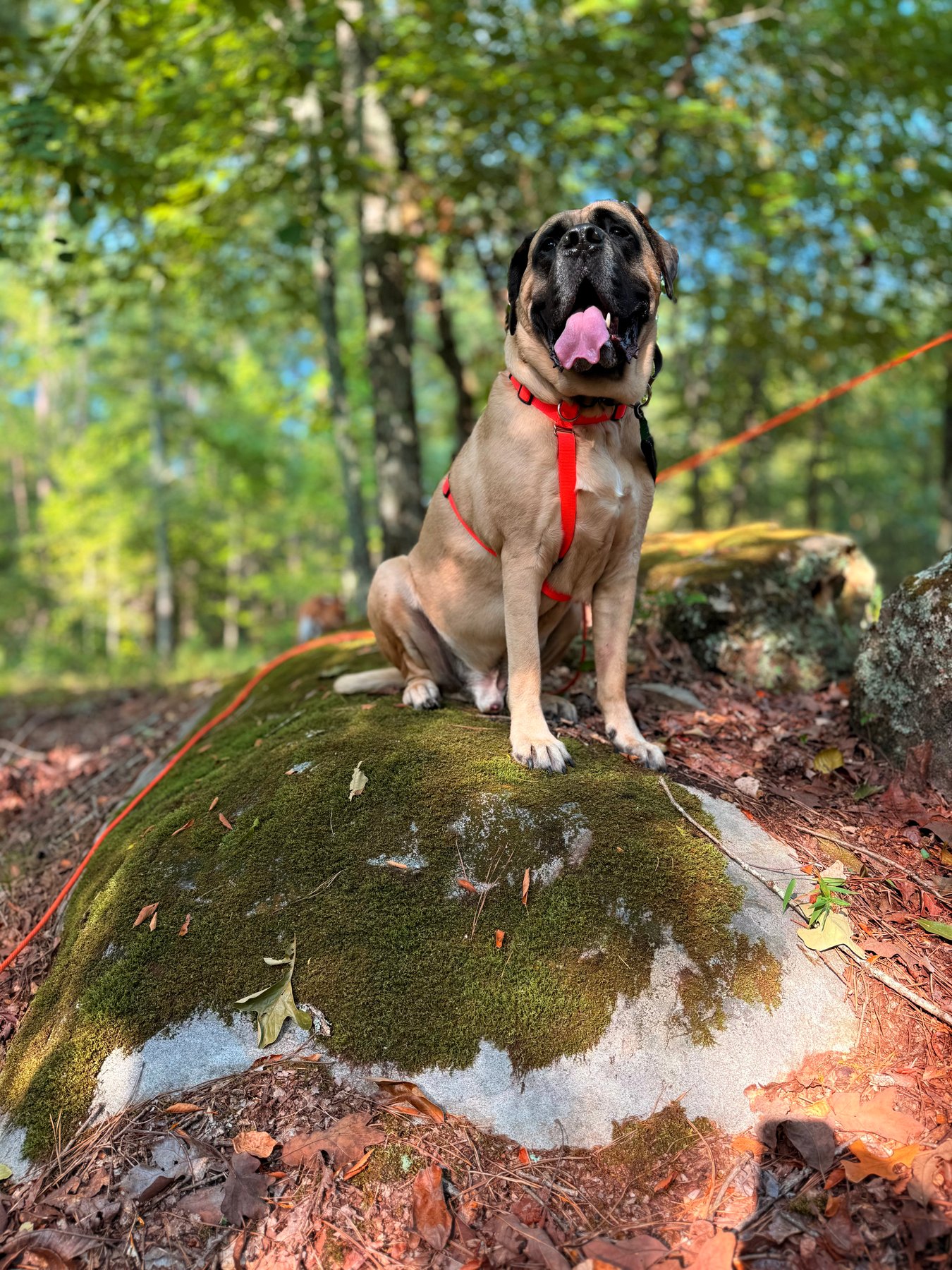 Lily Pup Dog Training & Boarding