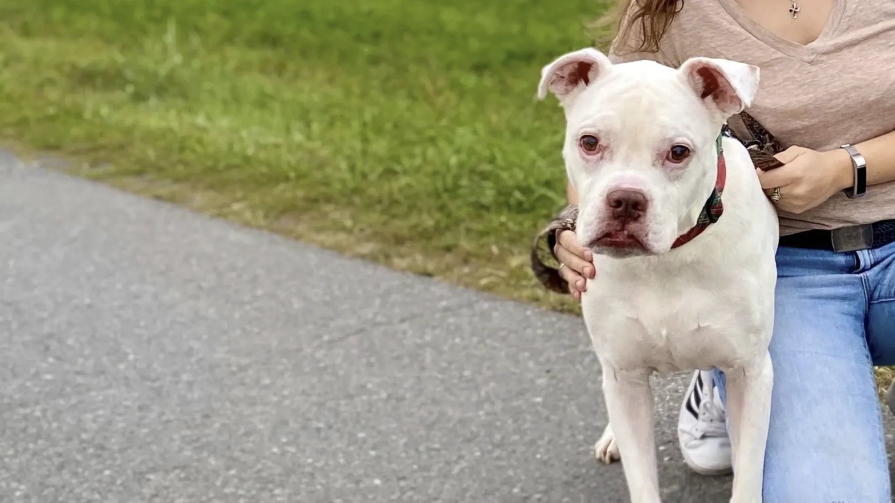 Catskill Mountain Canine