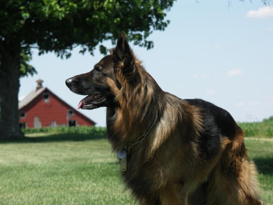 Behave! Dog Training & Behavioral Modification