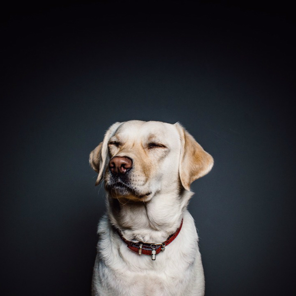 The Canine Club of Chicago – Dog Training Services