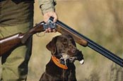 Blue Ribbon Kennels