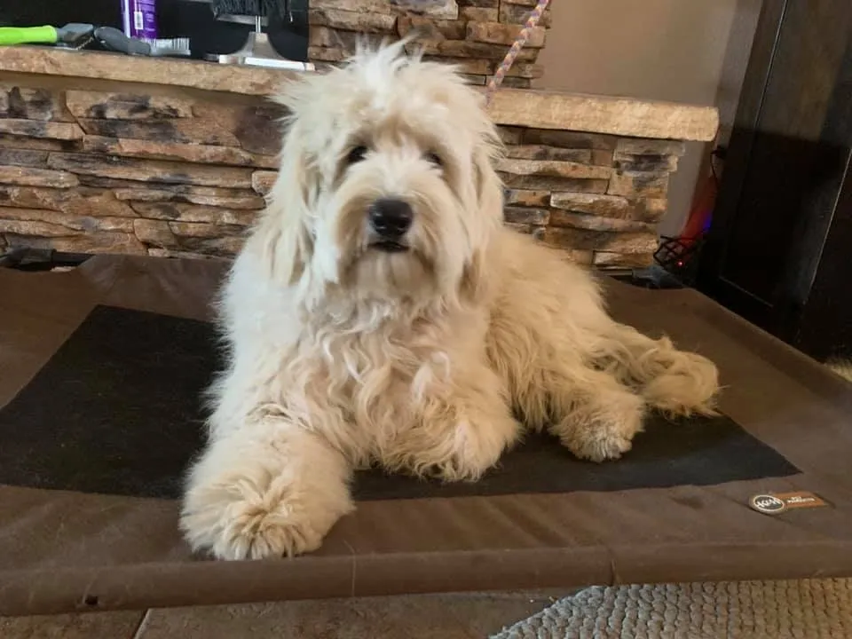 Desert Winds Dog Training — dog trainer in North Metro Phoenix, AZ