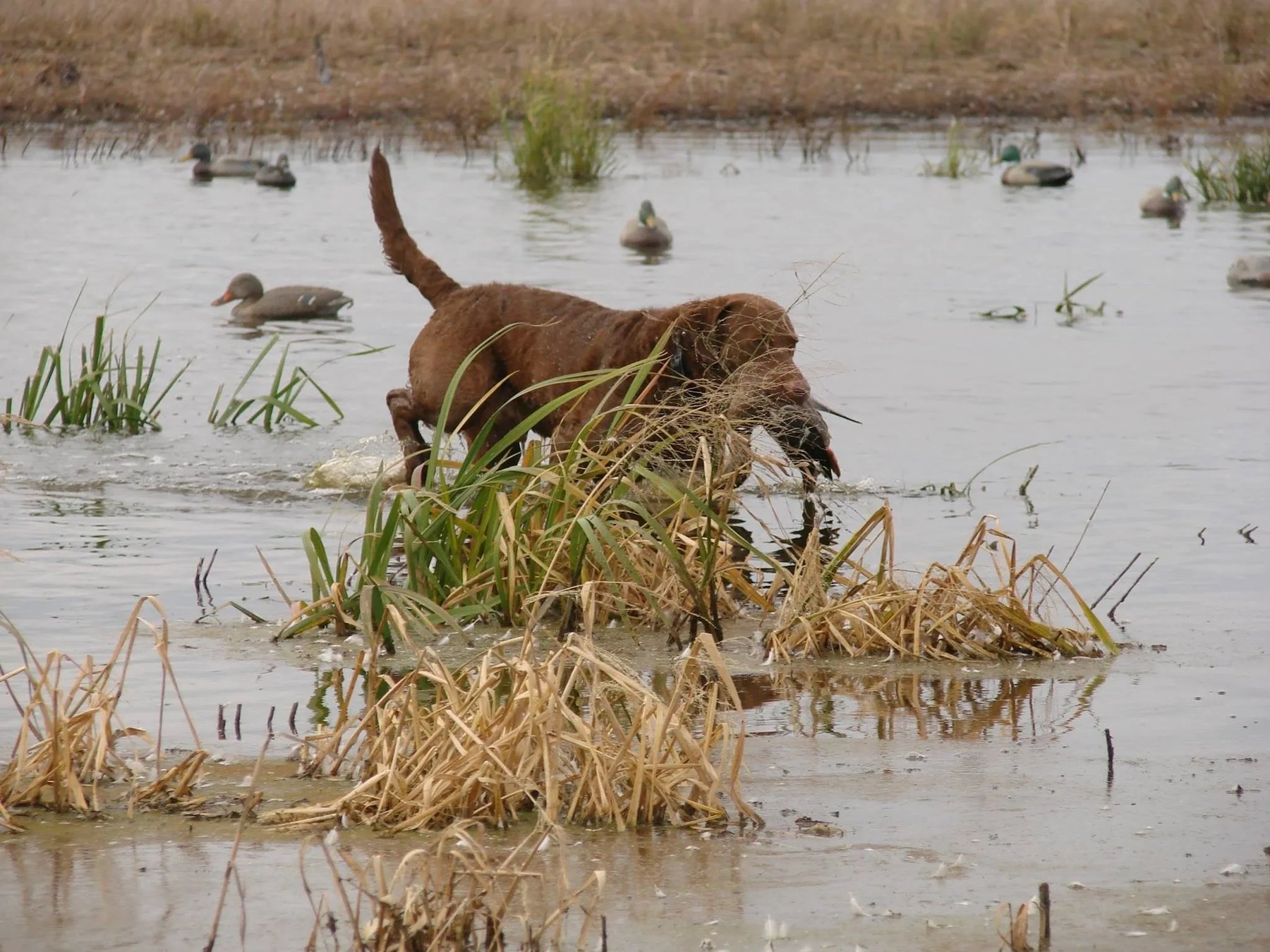 Ogeechee River Retrievers