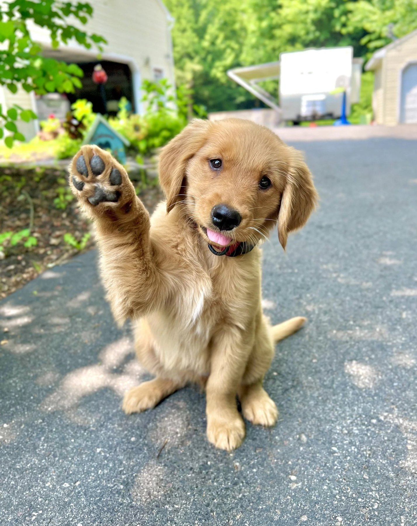 Golden Hour Dog Training