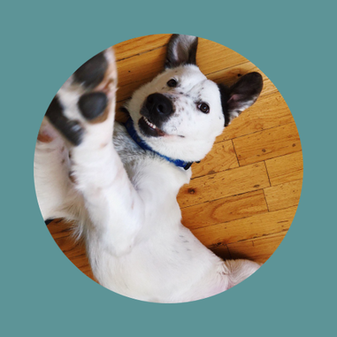 All Walks Dog Training