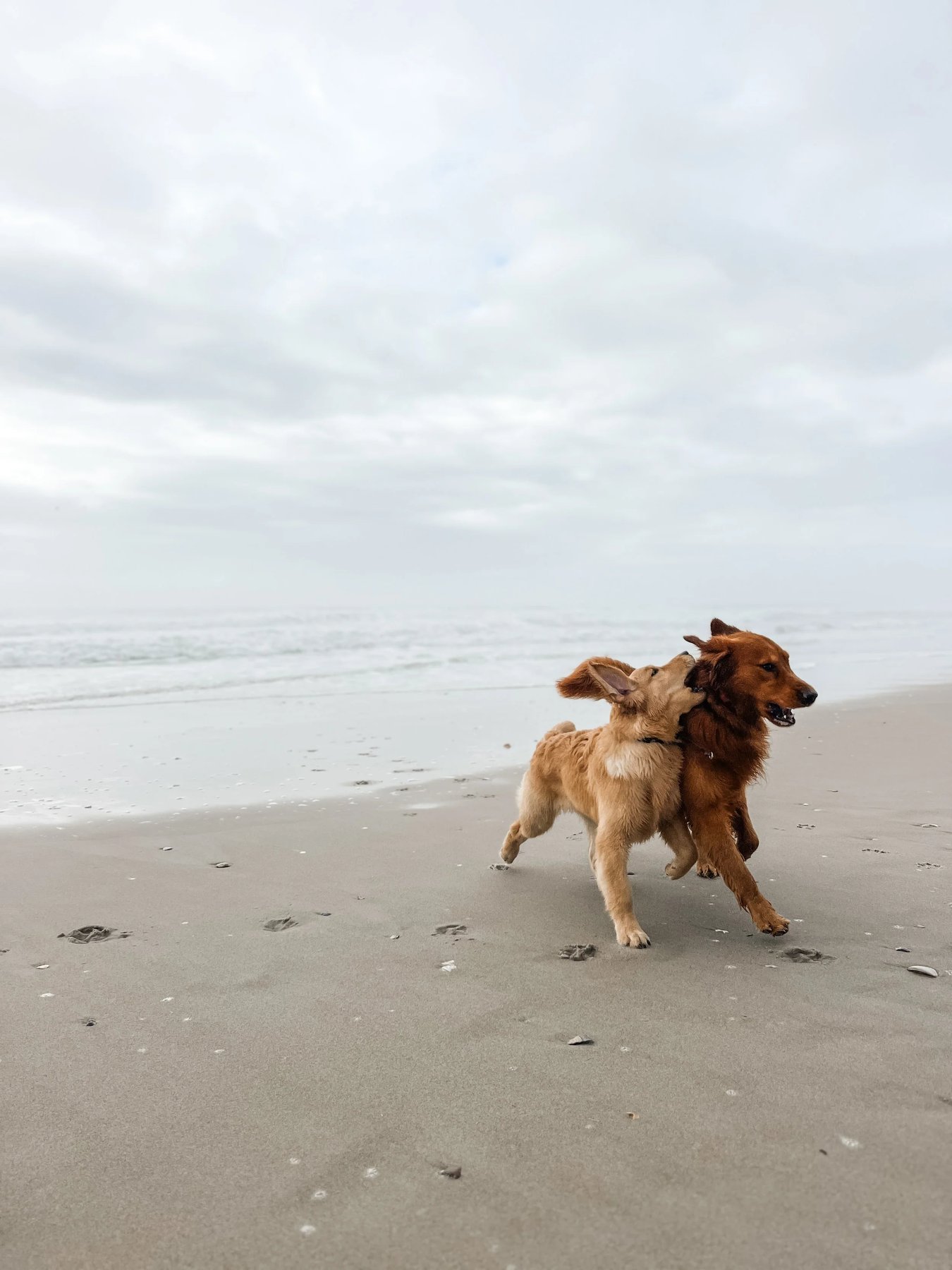 The Proper Pup Company, LLC