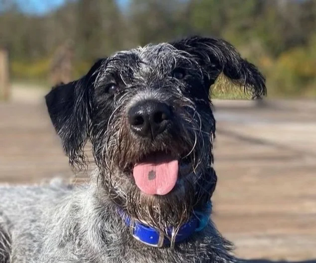 Sweet Southern Dog Training