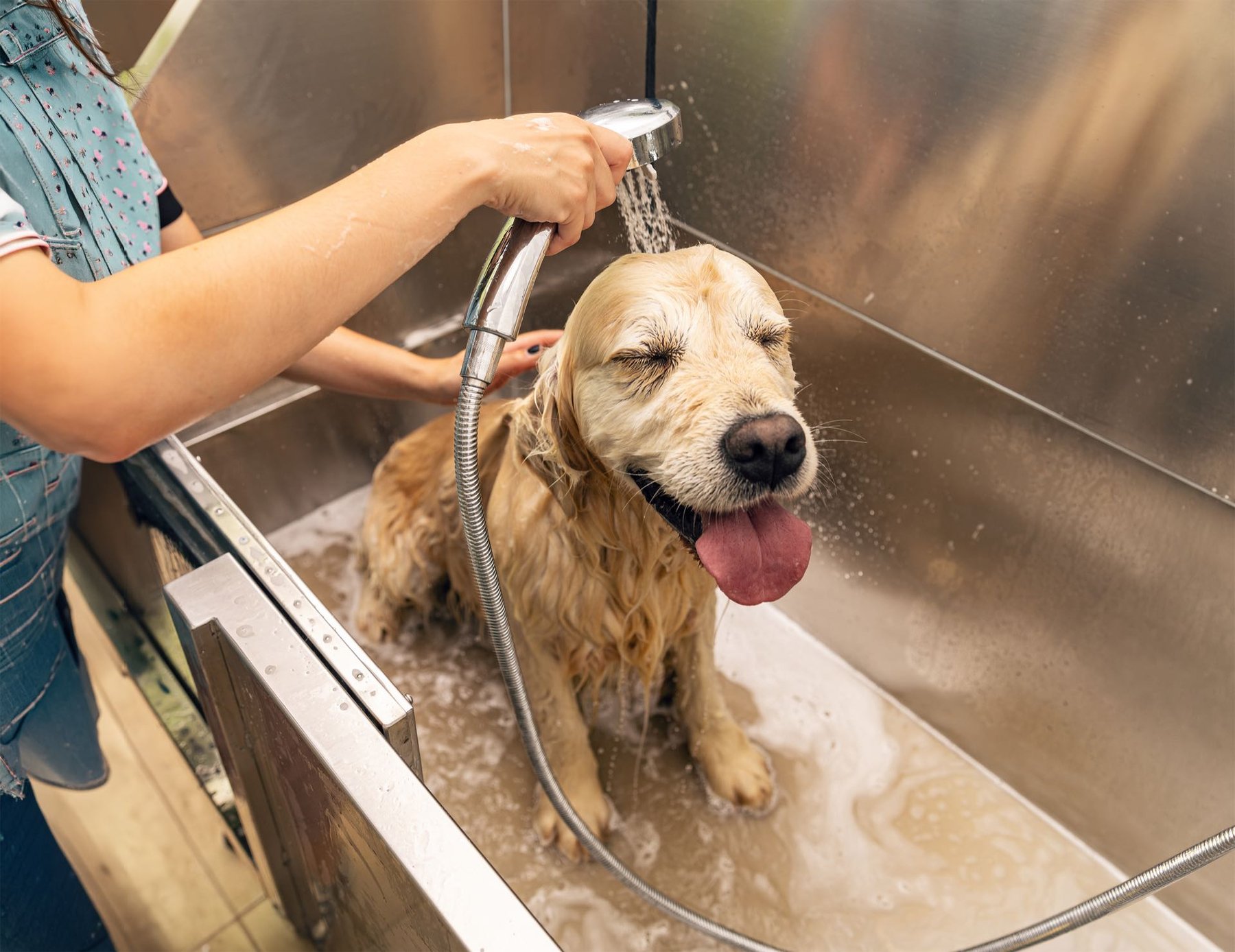 Rocky Mountain K9 | Dog Boarding, Daycare, Training, & Grooming Heber City