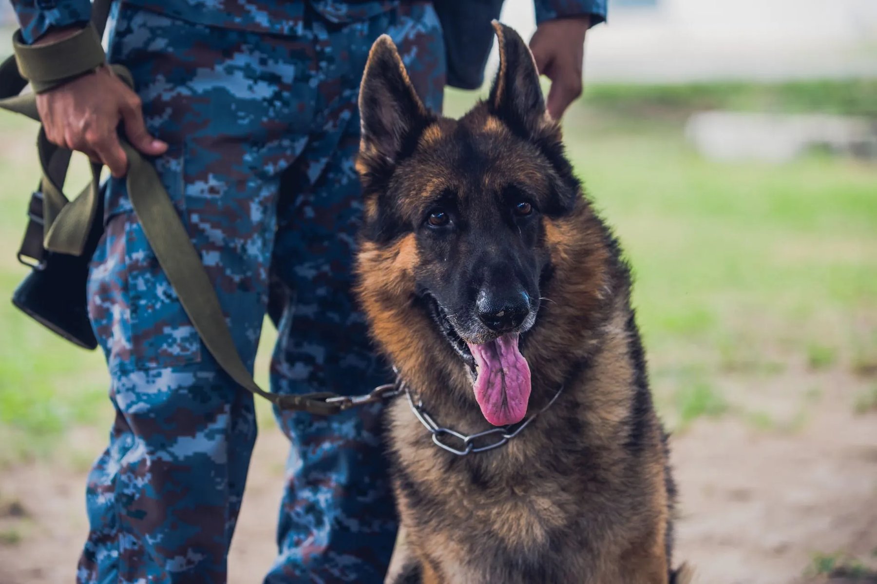 TriStar K-9 Obedience