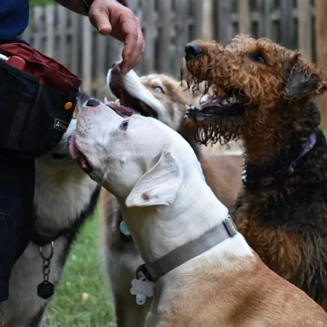 Wild Hearts Canine Academy