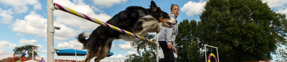 Kim’s Dog Coaching Ltd
