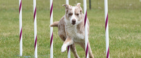CACM Agility School