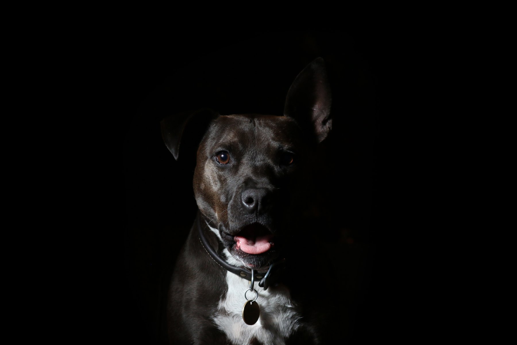 Steadfast K9 LLC