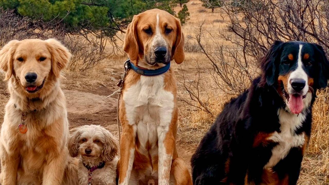 Dream Dog K9 Academy LLC — dog trainer in Boulder, CO