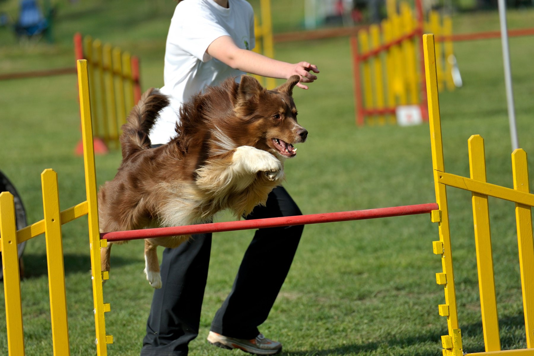 Guardian at the Gate Dog Training — dog trainer in Morgantown, WV