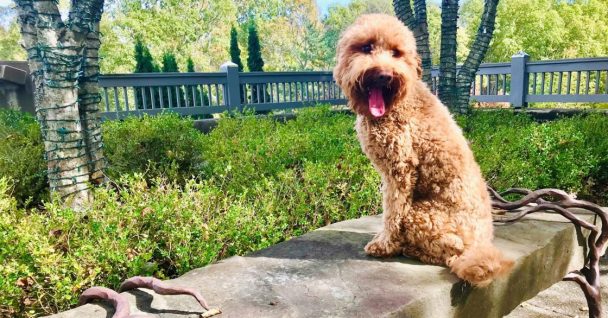 Sit Means Sit Dog Training Asheville