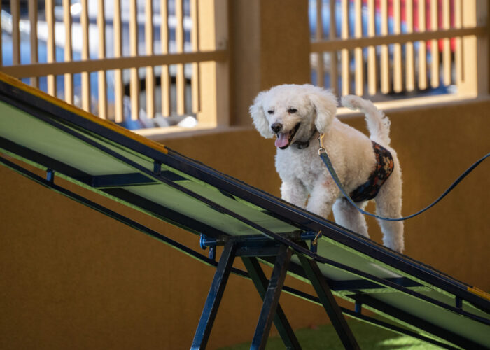Best Friends Dog Club