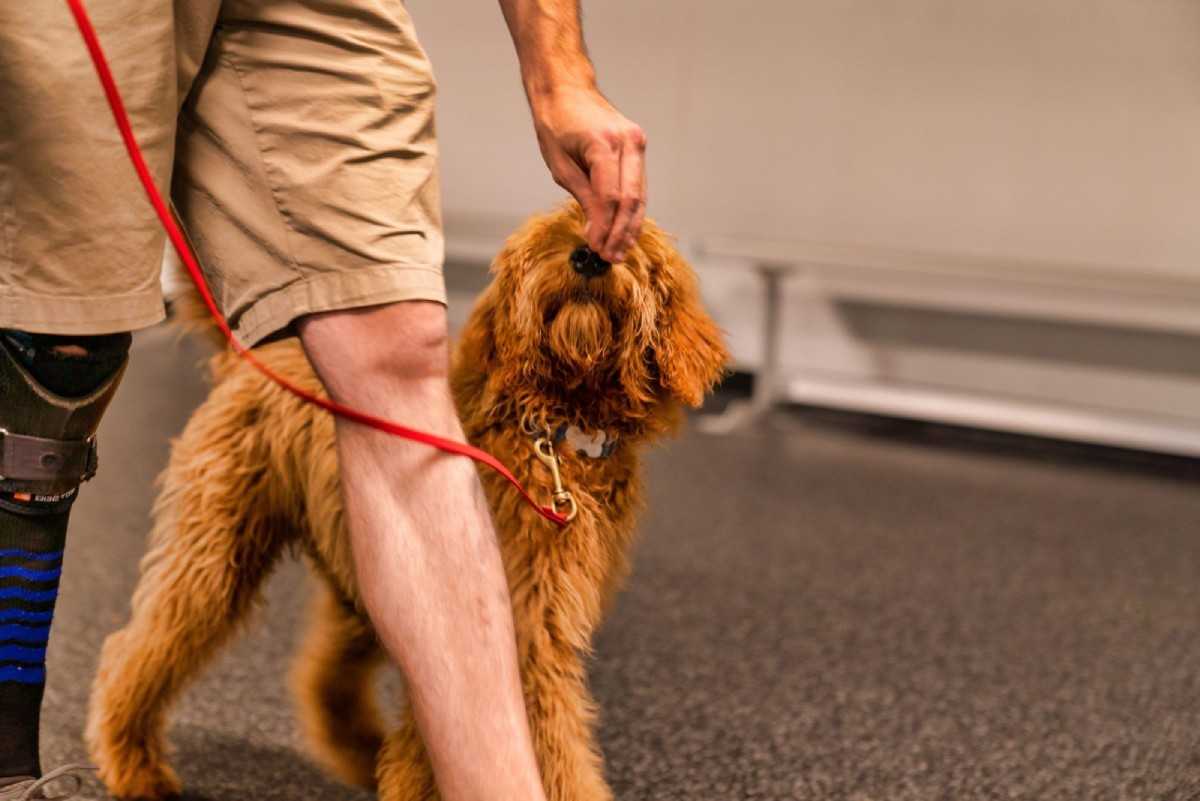 KC Dawgz Dog Training Academy