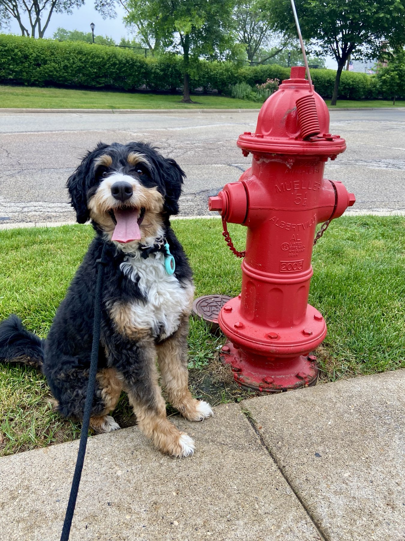 A Closer Bond Dog Training & Learning Center – Wood Street