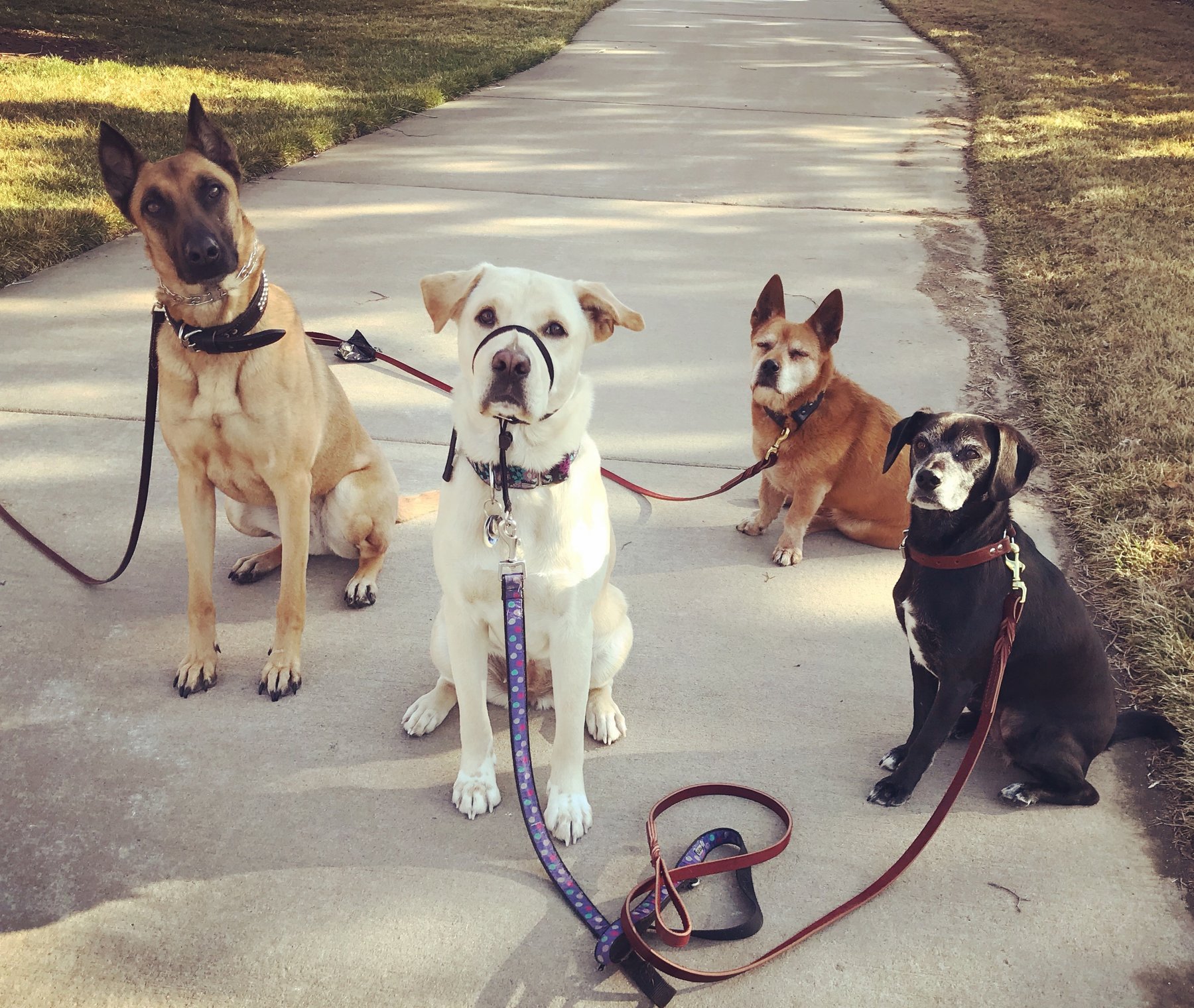 Karssen K9s, LLC