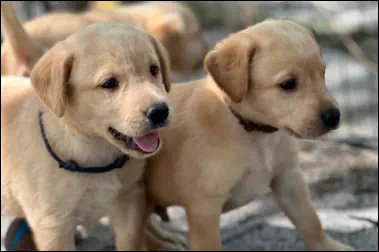Beaver Creek Kennels Inc.