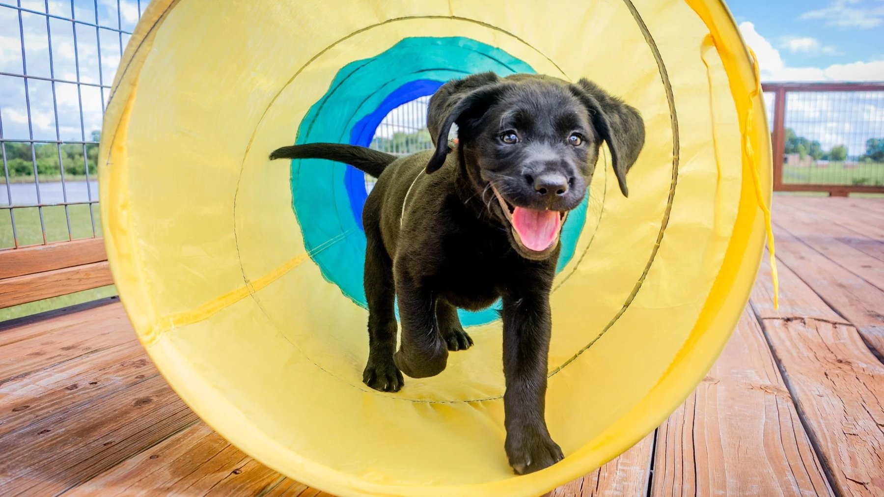 Service Dogs Alabama