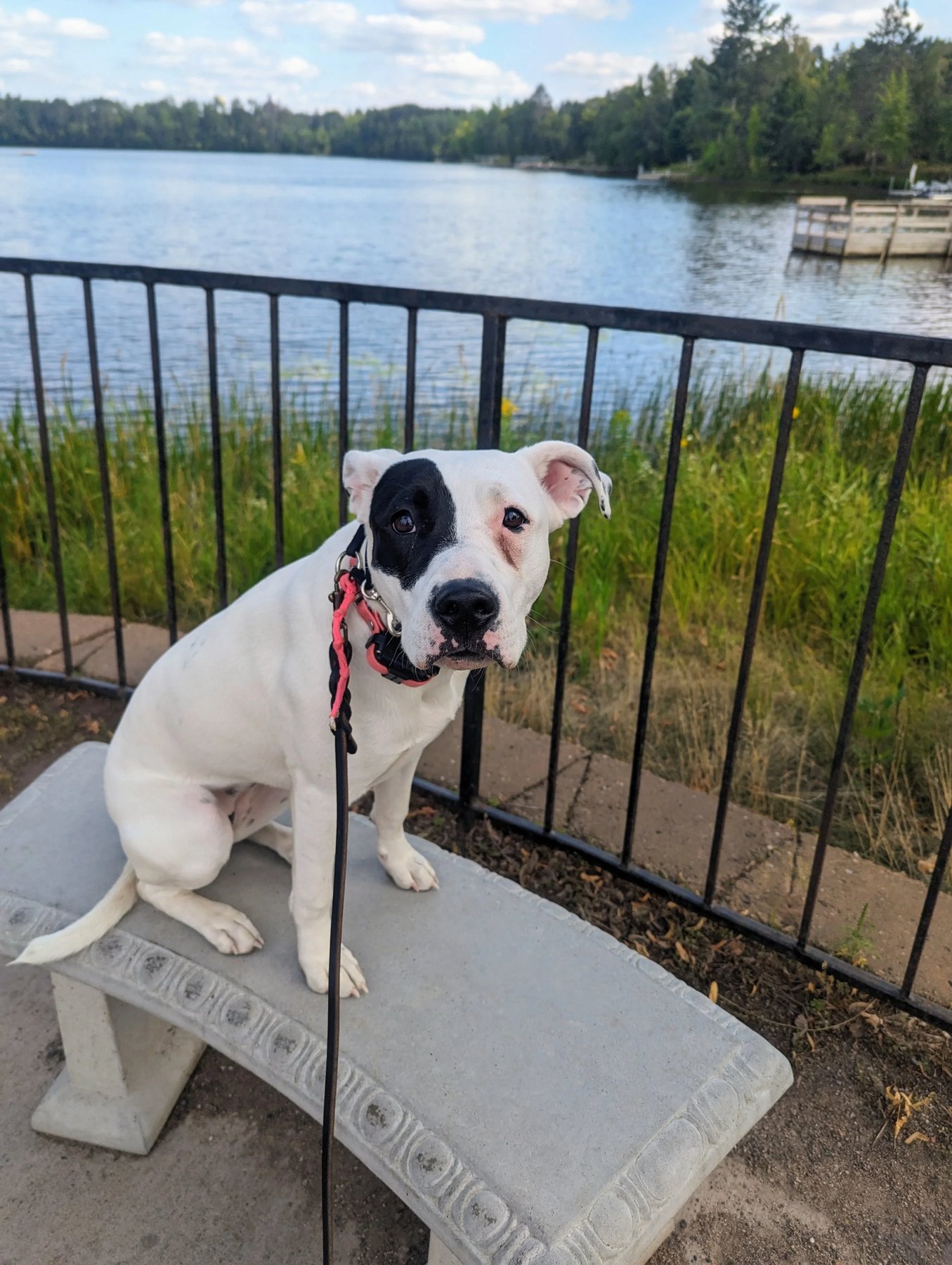 Cassandras Canine Training LLC