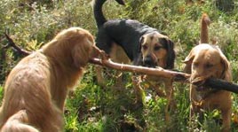 Lucky Puppy Doggy Day Care